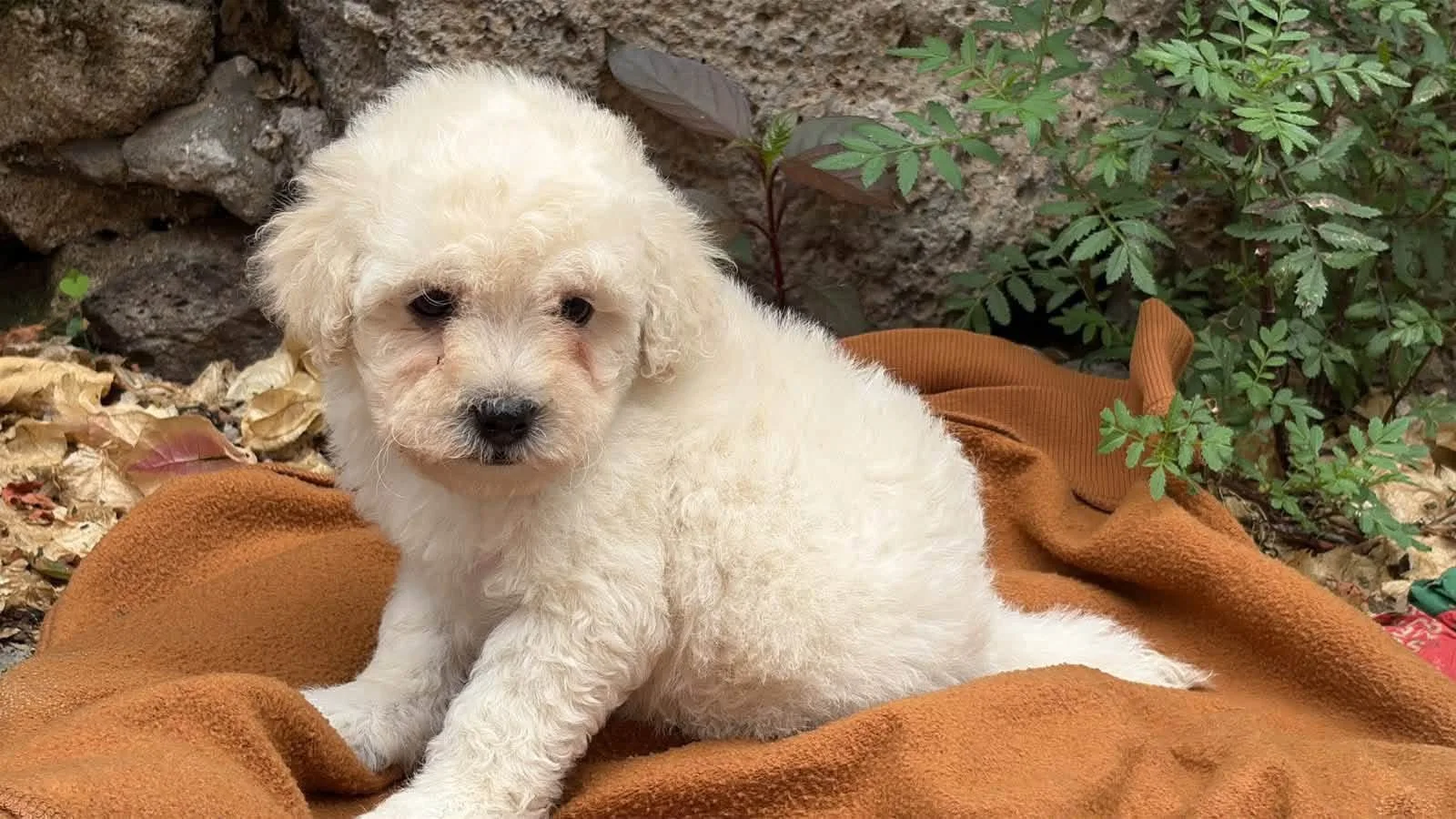 Cachorro blanco de pelo suave