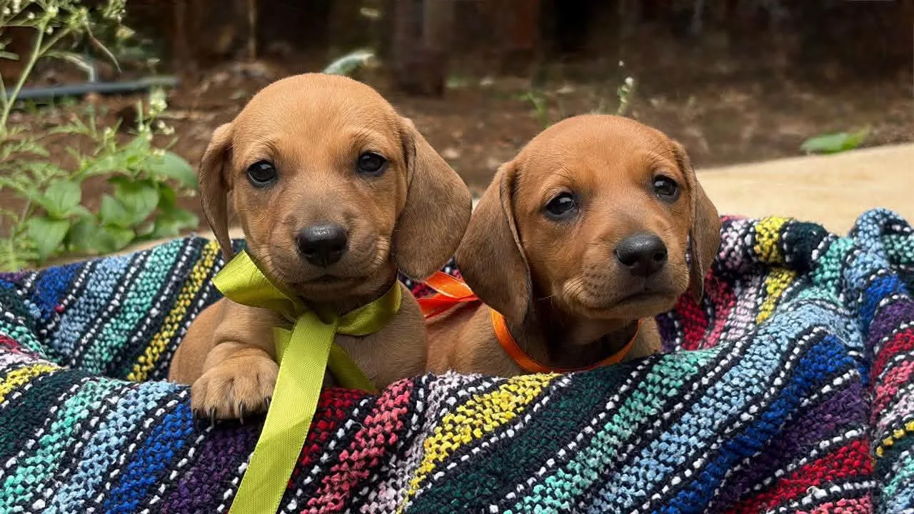 Dos cachorros color café de orejas largas
