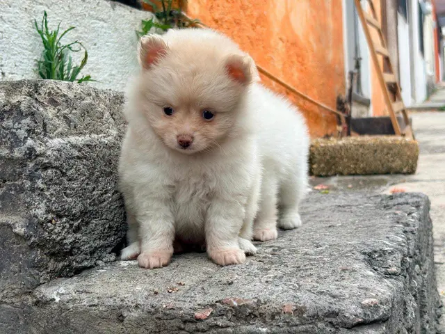 Cachorro claro