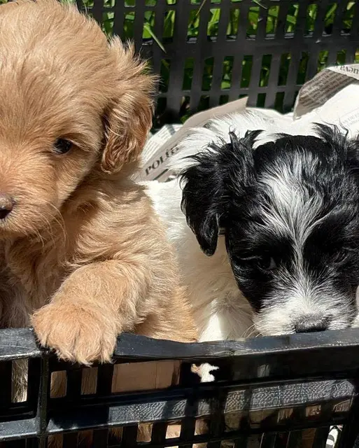 Cachorros en una caja