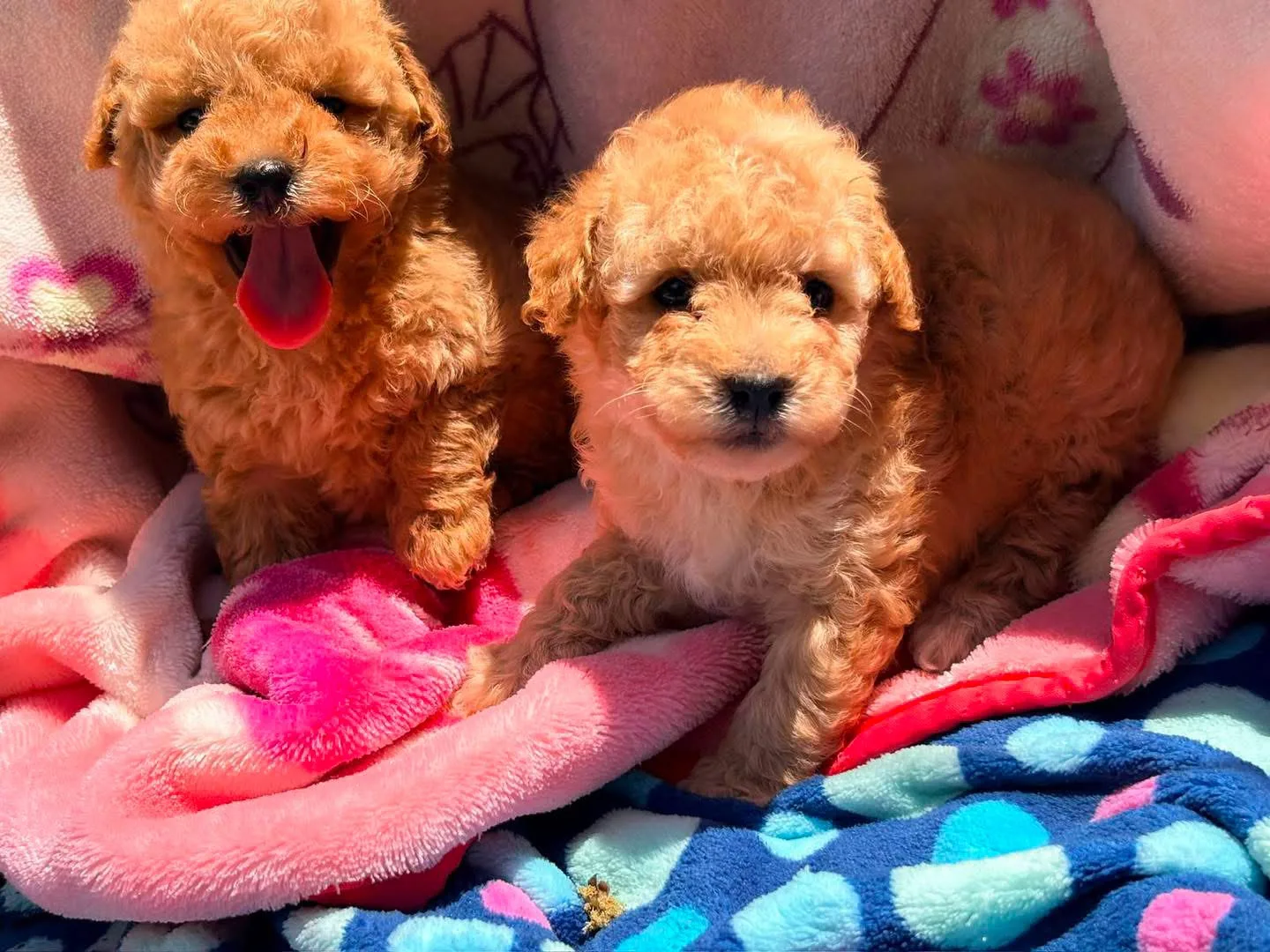 Dos cachorros de pelo rizado color miel