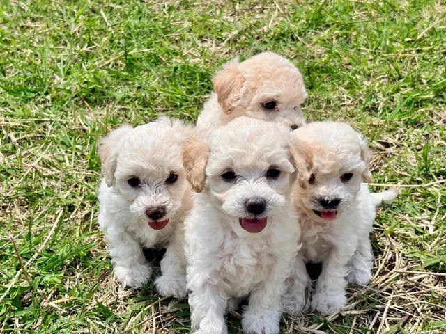 Cuatro cachorros claros en el pasto